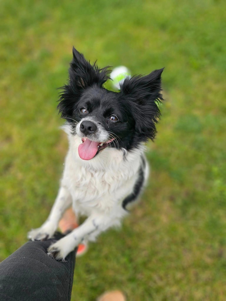 Louie, an adoptable Papillon, Mixed Breed in Sprakers, NY, 12166 | Photo Image 2