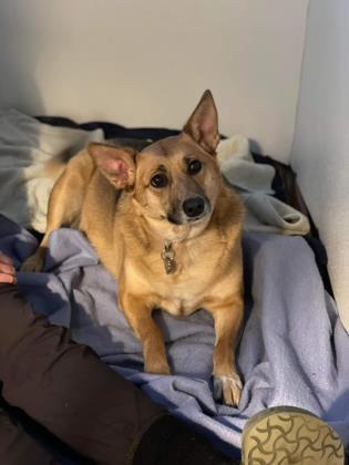 Sue, an adoptable Shepherd, Mixed Breed in Pekin, IL, 61554 | Photo Image 1