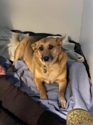 Sue, an adoptable Shepherd, Mixed Breed in Pekin, IL, 61554 | Photo Image 2