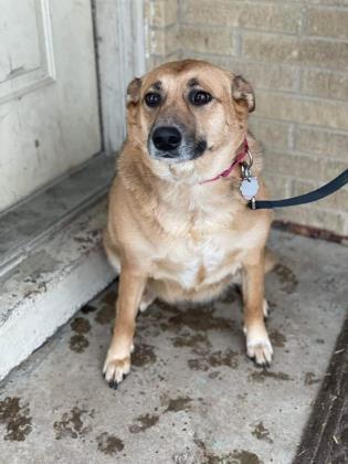 Sue, an adoptable Shepherd, Mixed Breed in Pekin, IL, 61554 | Photo Image 3