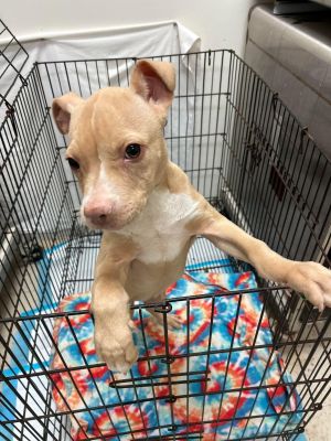 Boone (GA) Pit Bull Terrier Dog