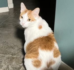 Valentino #feline-heart-throb Domestic Short Hair Cat