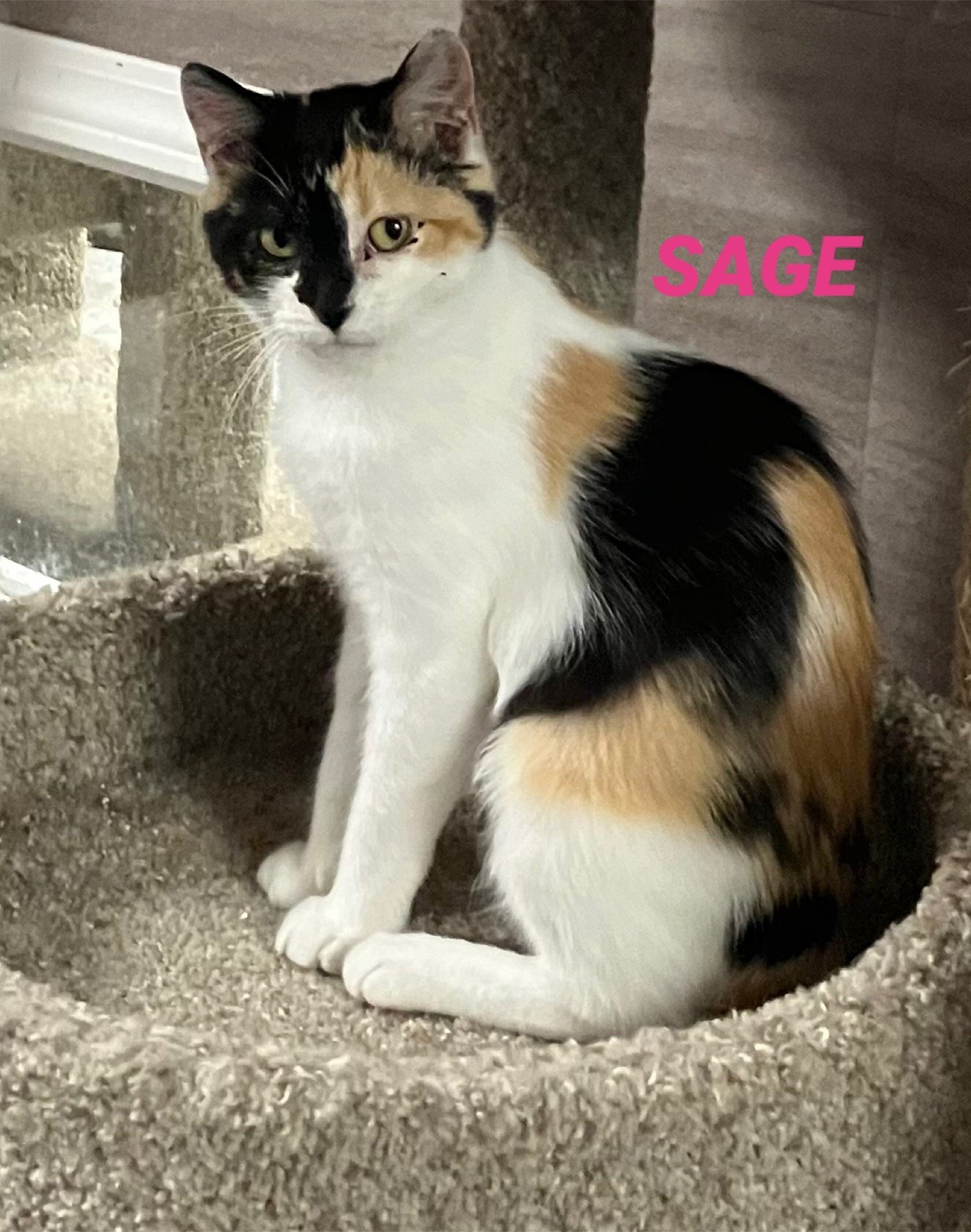 Sage - Calico in Foster Care, an adoptable Calico in Mitchell, SD, 57301 | Photo Image 1