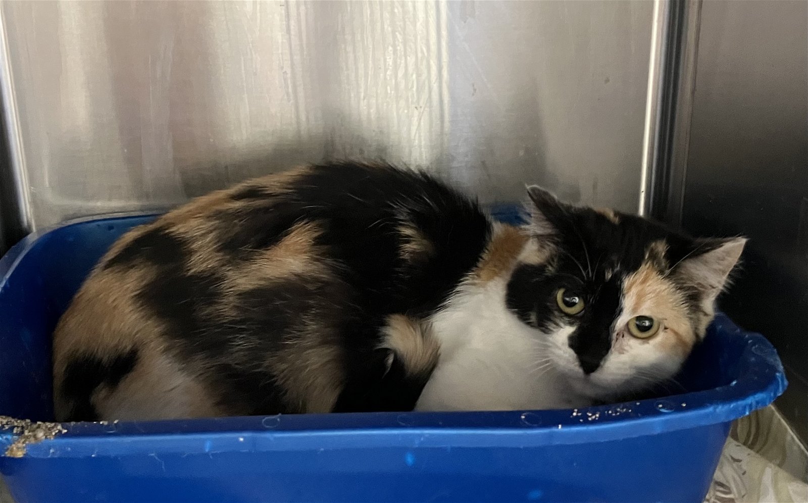 Sage - Calico in Foster Care, an adoptable Calico in Mitchell, SD, 57301 | Photo Image 2