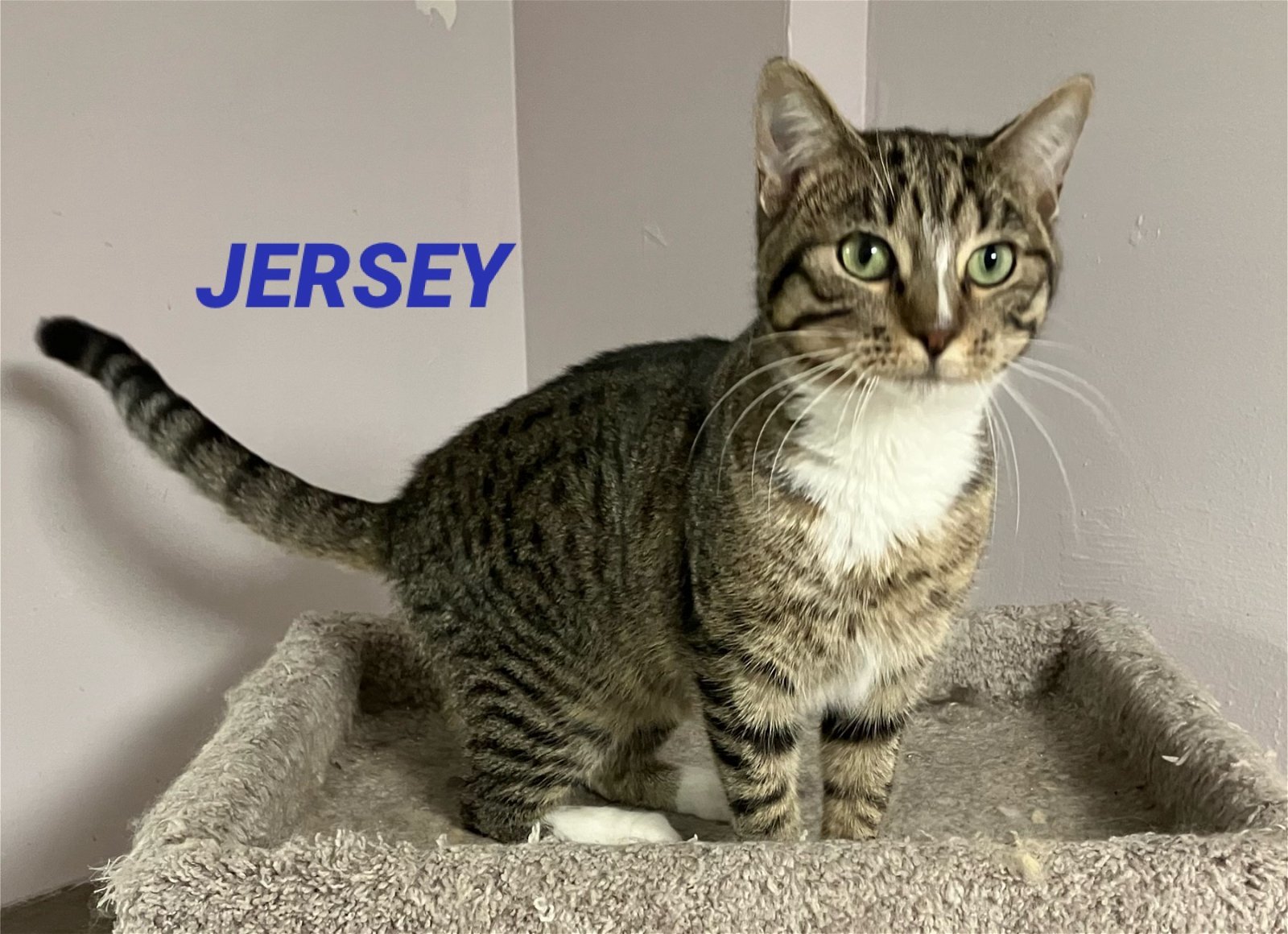 Jersey - Male Tabby in Foster Care, an adoptable Domestic Short Hair in Mitchell, SD, 57301 | Photo Image 1