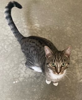 Jersey - Male Tabby in Foster Care, an adoptable Domestic Short Hair in Mitchell, SD, 57301 | Photo Image 2