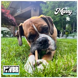 Manny 2 YO 70 Pounds Dog  Kid Friendly Crate  Leash Trained Fostered in Seattle WA Hi Im Manny