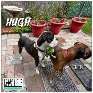 Hugh Boxer Dog