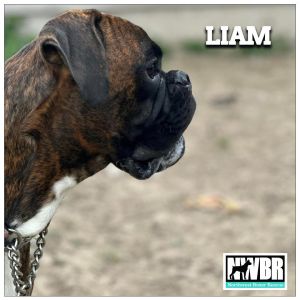 Liam Boxer Dog