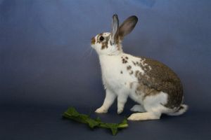 Gouda Bunny Rabbit Rabbit