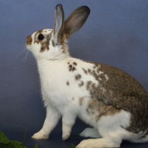 MY ADOPTION FEES ARE WAIVED Hi Im Gouda and I am a handsome neutered male Rex shorthaired rabbit 