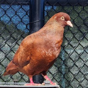 Hey there my name is Mocha Im a gorgeous adult female pigeon looking for my forever home Im a g