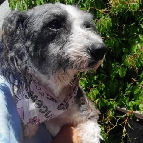 Lili, an adoptable Schnauzer, Cockapoo in San Diego, CA, 92130 | Photo Image 1