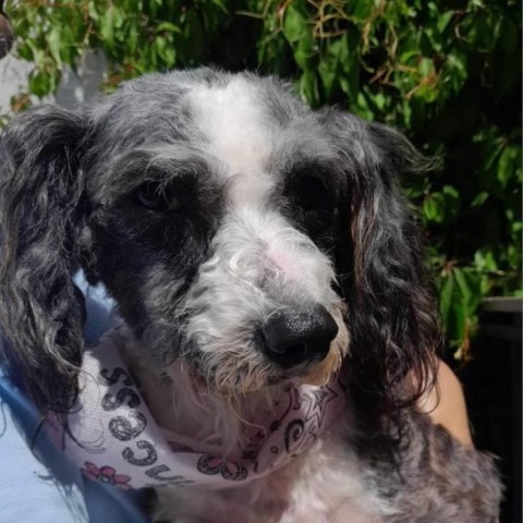Lili, an adoptable Schnauzer, Cockapoo in San Diego, CA, 92130 | Photo Image 2