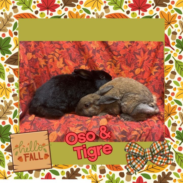 Oso 1