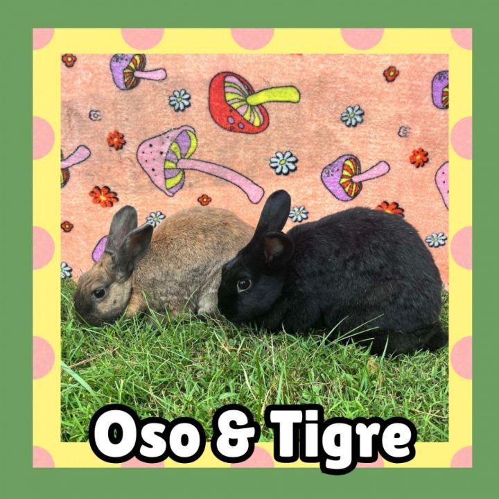 Oso 3