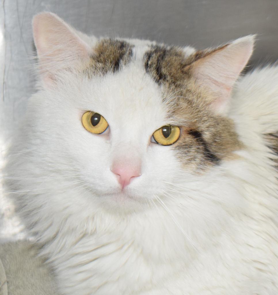 Dr. Who, an adoptable Domestic Short Hair in Pahrump, NV, 89048 | Photo Image 1