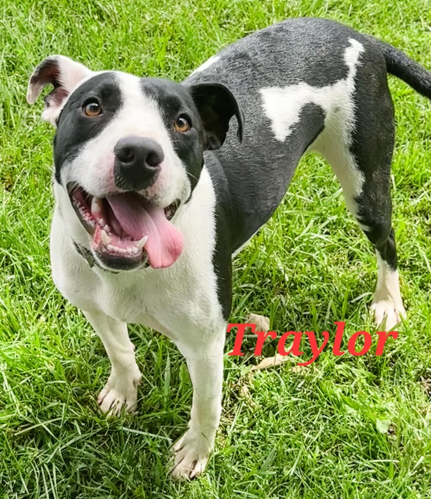 Traylor, an adoptable Mixed Breed in sun prairie, WI, 53590 | Photo Image 1