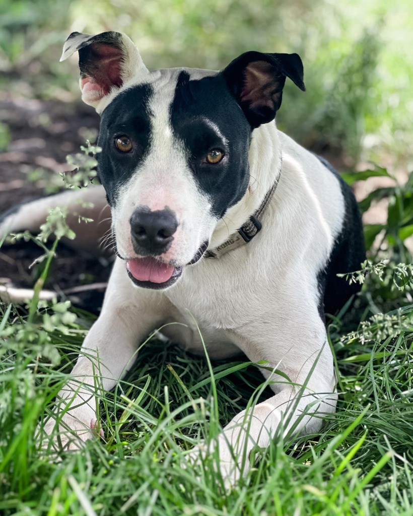 Traylor, an adoptable Mixed Breed in sun prairie, WI, 53590 | Photo Image 2