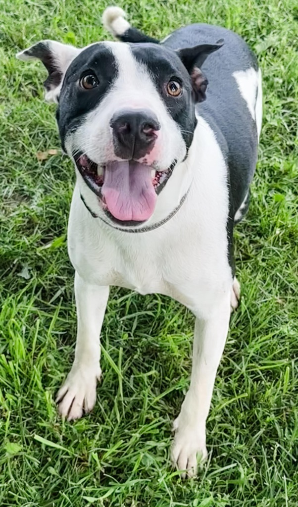 Traylor, an adoptable Mixed Breed in sun prairie, WI, 53590 | Photo Image 3