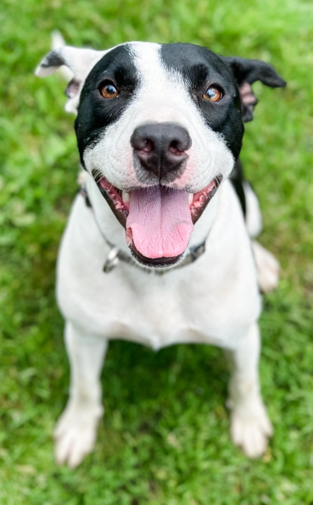 Traylor, an adoptable Mixed Breed in sun prairie, WI, 53590 | Photo Image 4