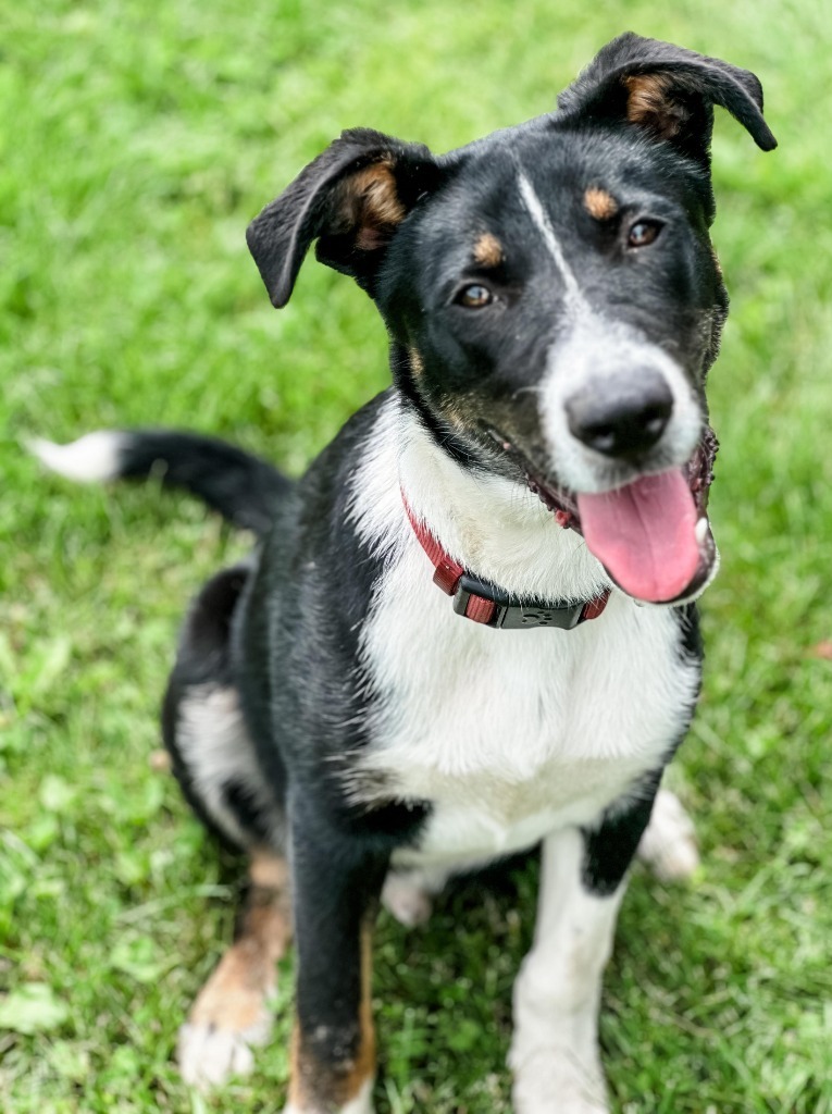 Dre, an adoptable Border Collie in sun prairie, WI, 53590 | Photo Image 1