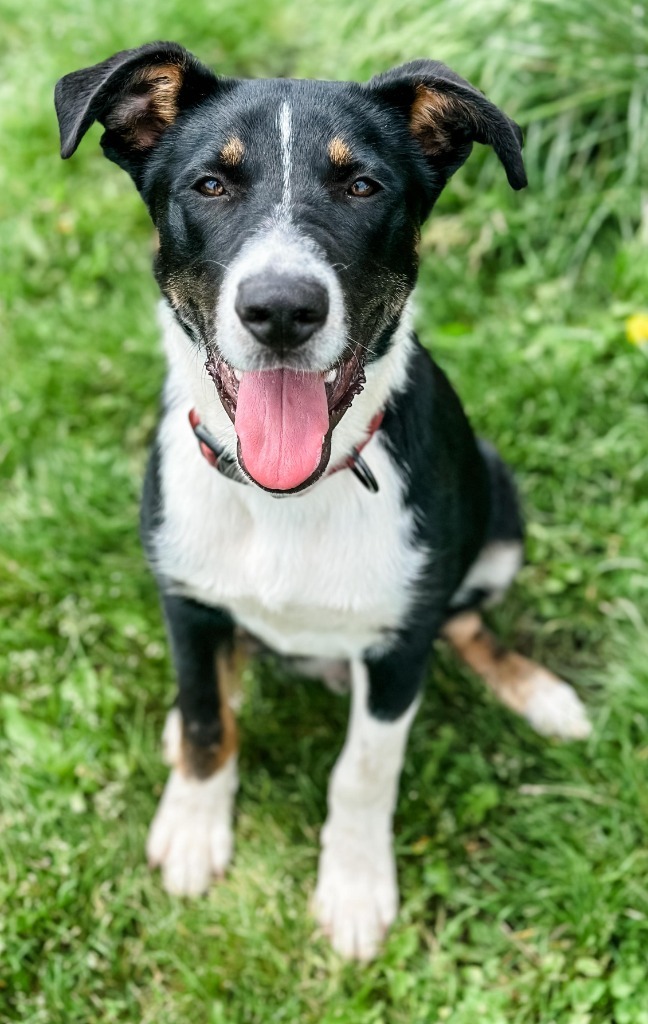 Dre, an adoptable Border Collie in sun prairie, WI, 53590 | Photo Image 2