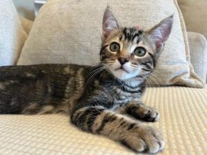 Introducing Saturn the adorable little tabby kitten with a heart full of curiosity and a voice that