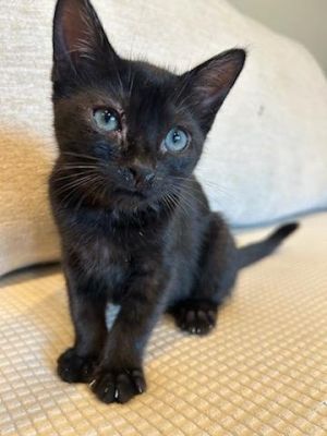 Meet Neptune the gentle black tabby kitten with a heart as soft as her fur This sweet little girl 