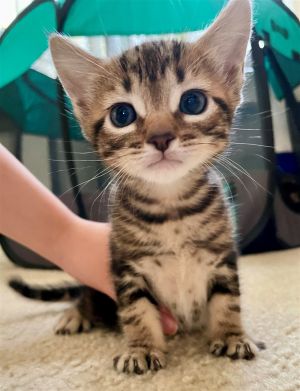 Meet Jupiter the fearless and curious brown tabby kitten with an insatiable zest for life This lit