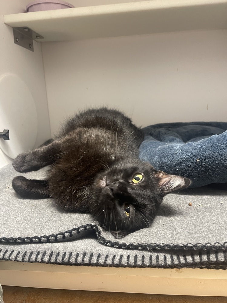 Magdalene, an adoptable Domestic Short Hair in Bolivar, MO, 65613 | Photo Image 1