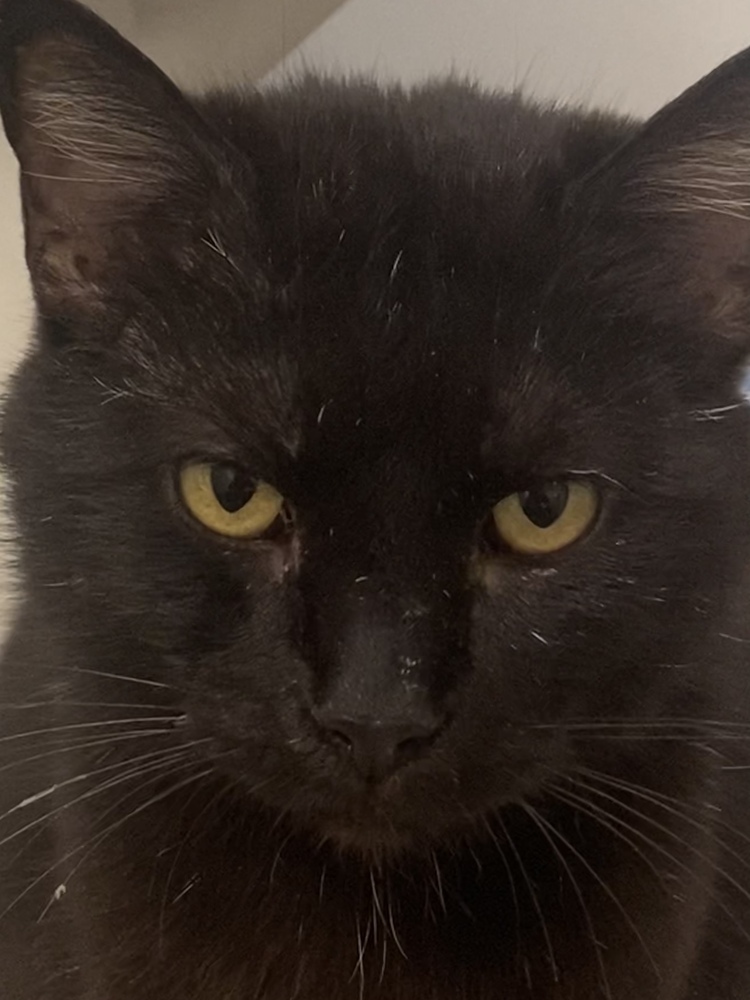 Magdalene, an adoptable Domestic Short Hair in Bolivar, MO, 65613 | Photo Image 2