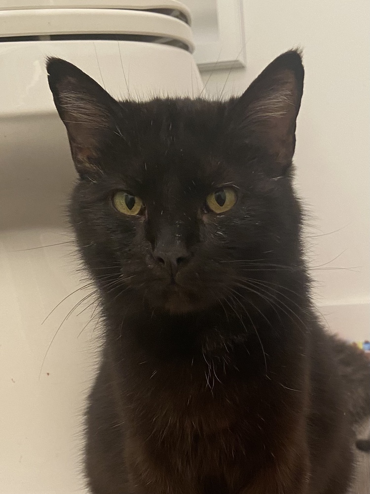 Magdalene, an adoptable Domestic Short Hair in Bolivar, MO, 65613 | Photo Image 3