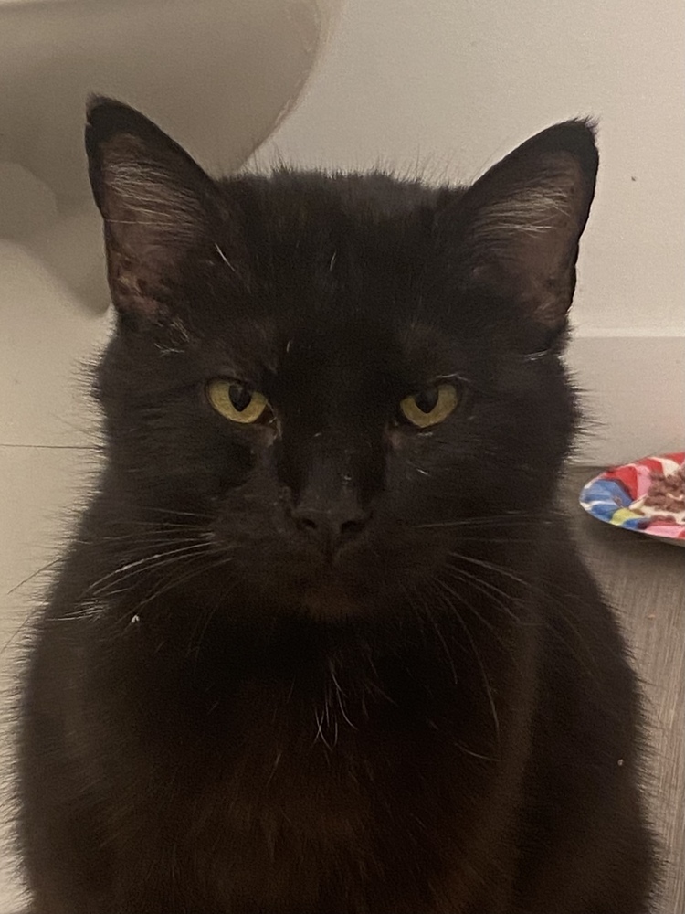 Magdalene, an adoptable Domestic Short Hair in Bolivar, MO, 65613 | Photo Image 4