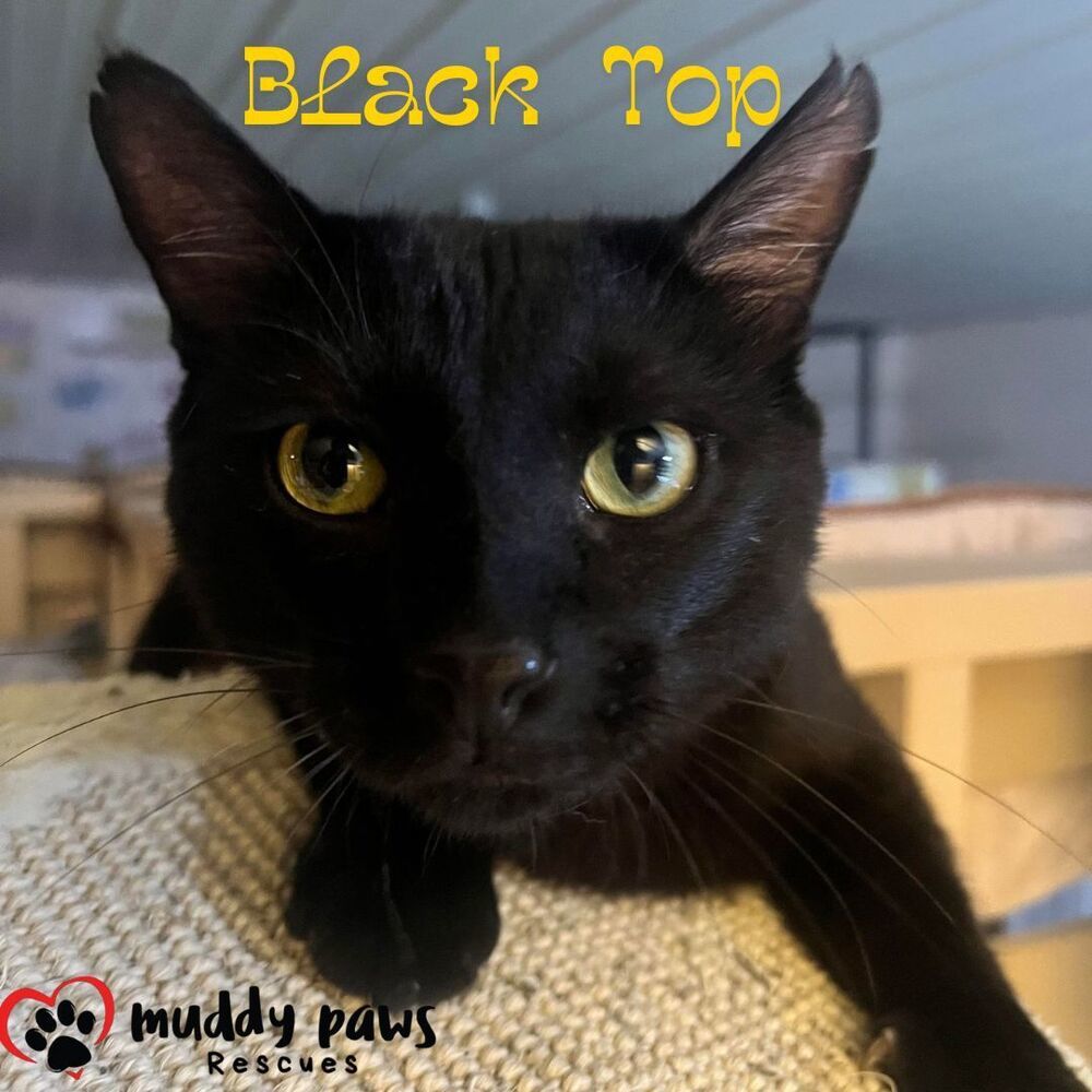 Black Top, an adoptable Domestic Short Hair in Council Bluffs, IA, 51503 | Photo Image 1