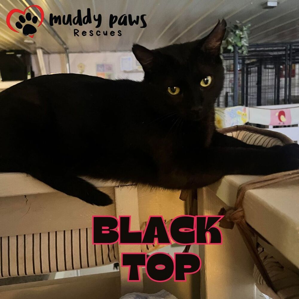 Black Top, an adoptable Domestic Short Hair in Council Bluffs, IA, 51503 | Photo Image 2