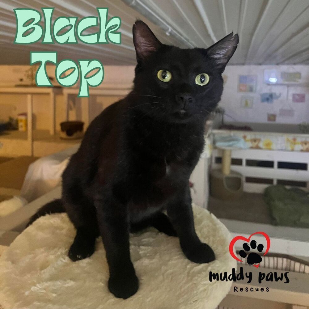 Black Top, an adoptable Domestic Short Hair in Council Bluffs, IA, 51503 | Photo Image 3