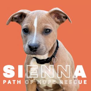 Sienna American Staffordshire Terrier Dog