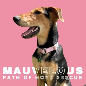 A Pup as Pretty as the Sunset Meet Mauvelous Mauvelous is in a foster home in 