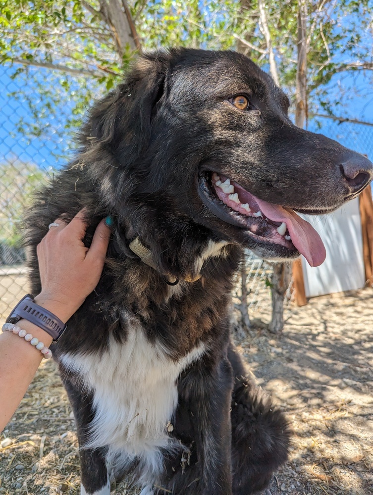 Luka, an adoptable Great Pyrenees in Salmon, ID, 83467 | Photo Image 1