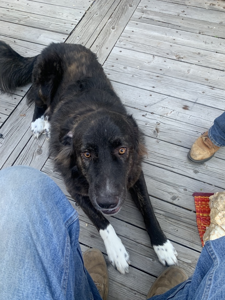 Luka, an adoptable Great Pyrenees in Salmon, ID, 83467 | Photo Image 2