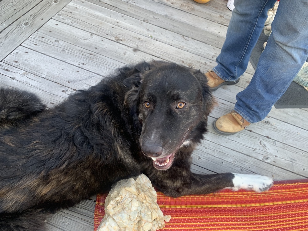 Luka, an adoptable Great Pyrenees in Salmon, ID, 83467 | Photo Image 3