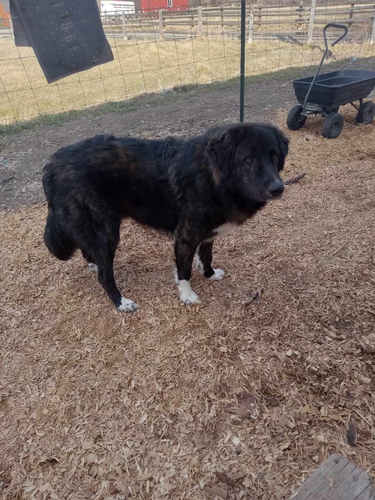 Luka, an adoptable Great Pyrenees in Salmon, ID, 83467 | Photo Image 4