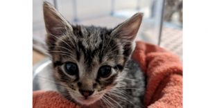 Livewire is a gregarious tabby kitten who loves cuddling with their siblings chasing balls and toy 