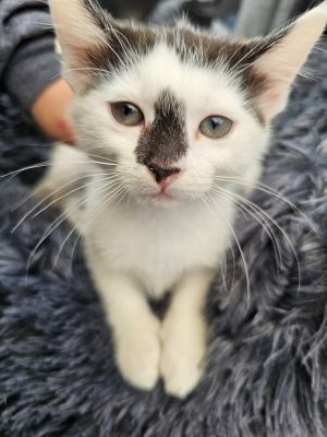 Meet Polly Pocket our adorable black and white kitten with a heart full of love and a playful spiri
