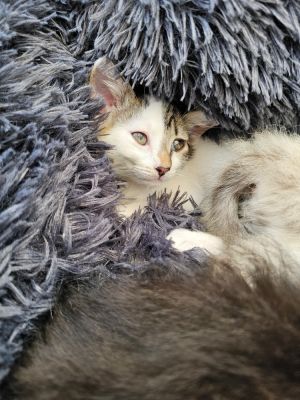 Ty Beanie Baby Domestic Medium Hair Cat
