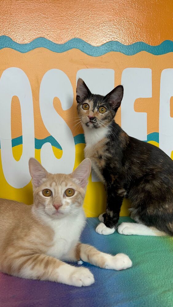 Indy, an adoptable Domestic Short Hair in McPherson, KS, 67460 | Photo Image 1