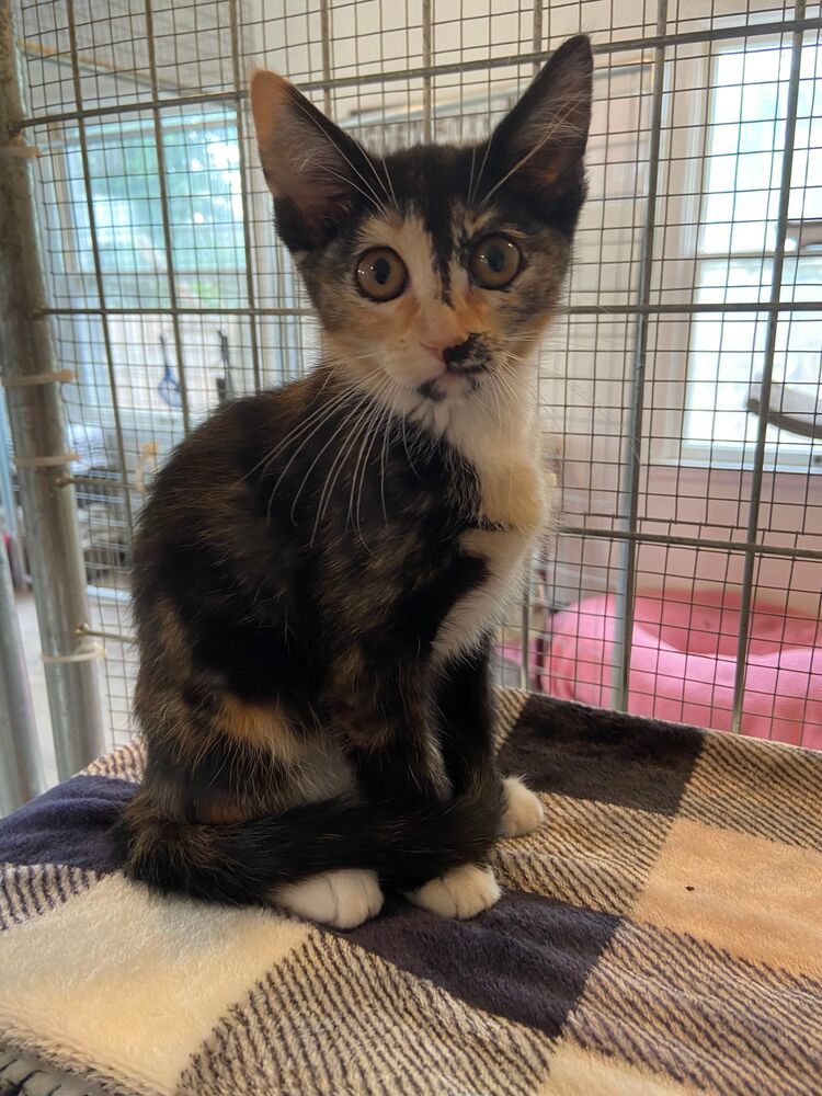 Indy, an adoptable Domestic Short Hair in McPherson, KS, 67460 | Photo Image 2