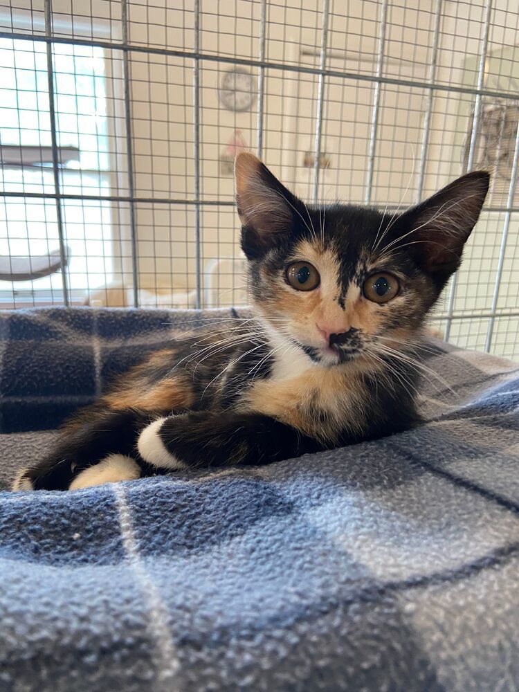 Indy, an adoptable Domestic Short Hair in McPherson, KS, 67460 | Photo Image 3