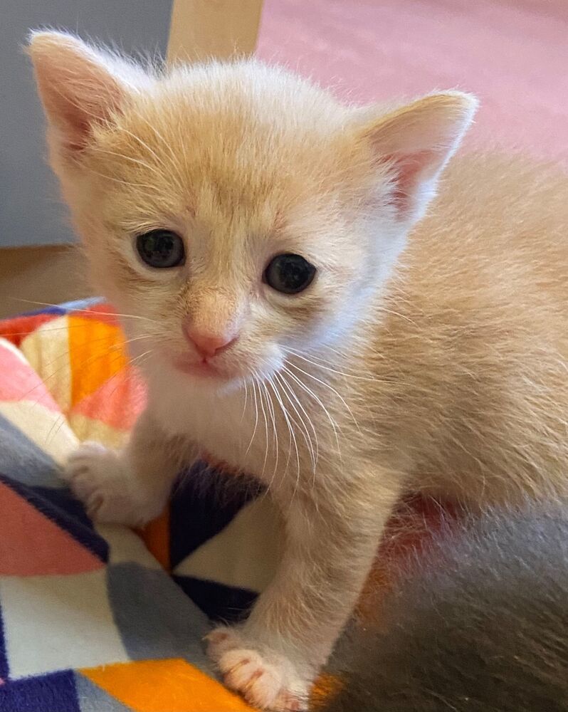 Maddy, an adoptable Domestic Short Hair in McPherson, KS, 67460 | Photo Image 3